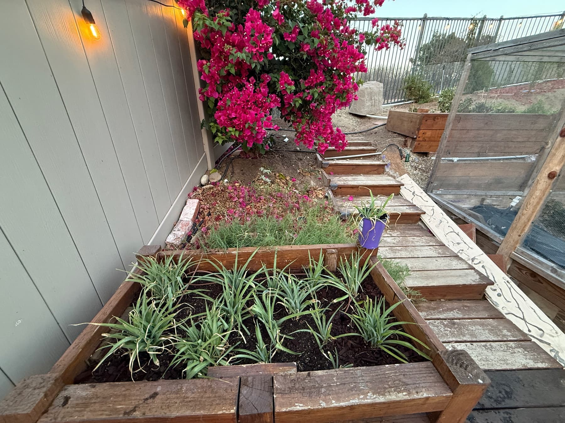 A garden bed with orderly rows of plants
