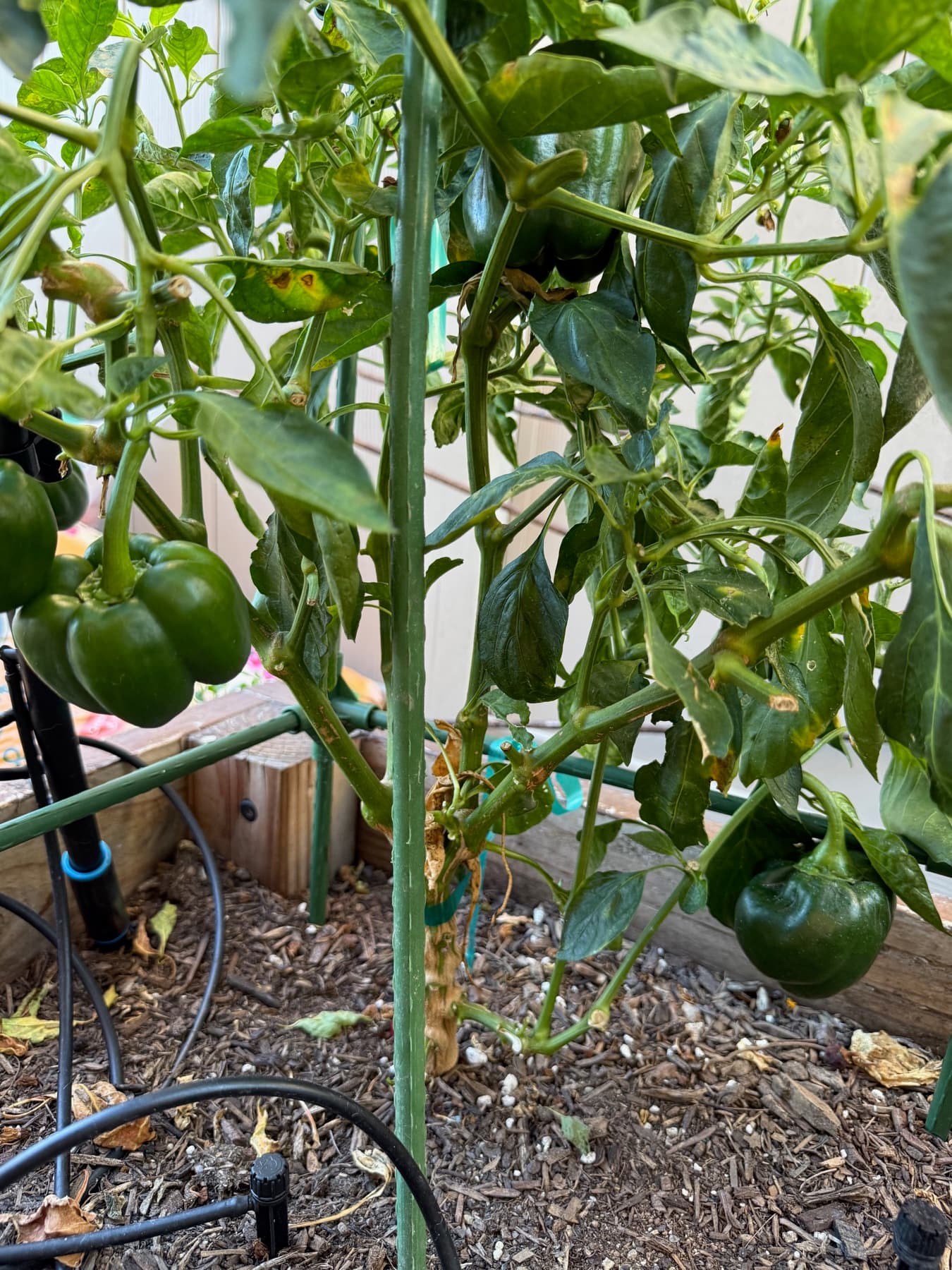 Green tomato vines in the garden