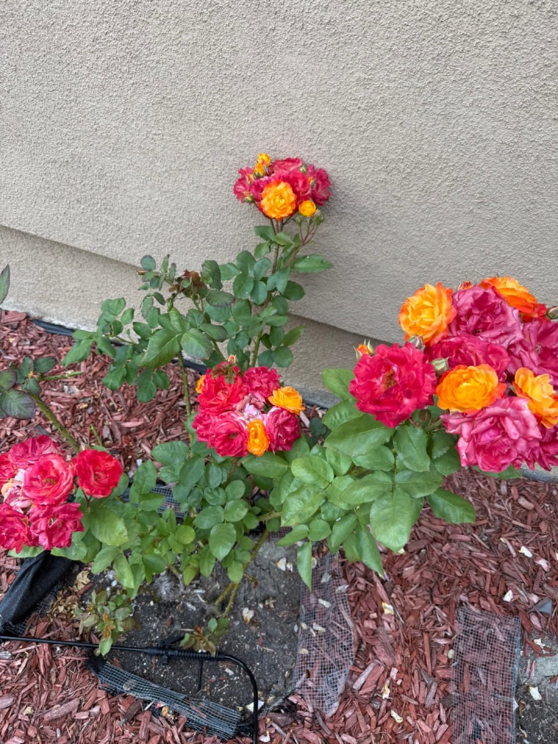 Wall-side Rio Samba rose in the front garden on May 3, 2026