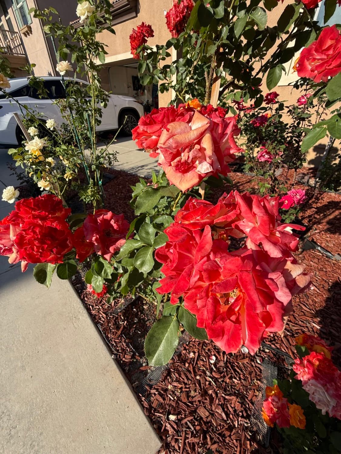 Rio Samba roses blooming in the front garden