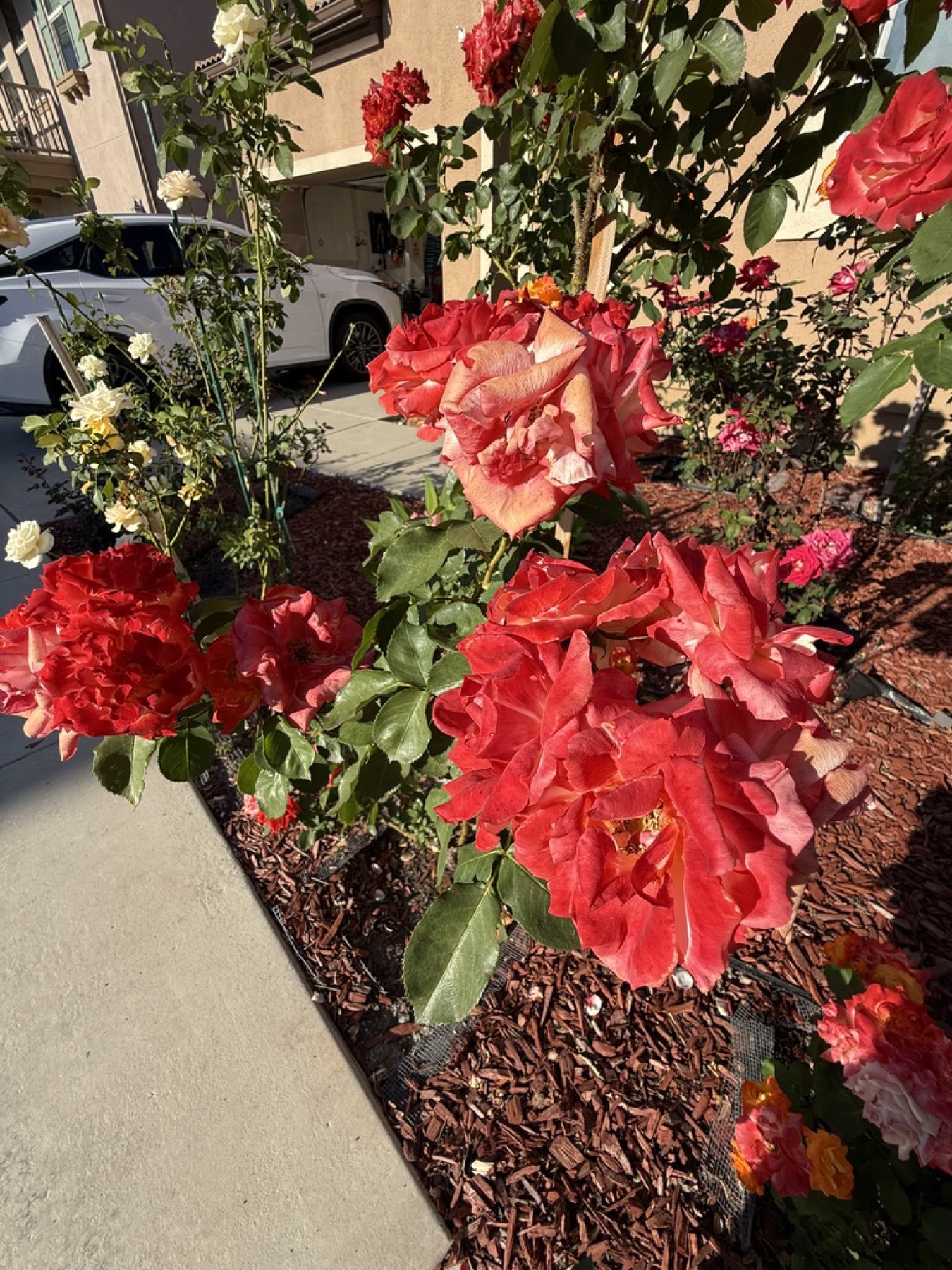 Rio Samba flowering on March 22, 2026.