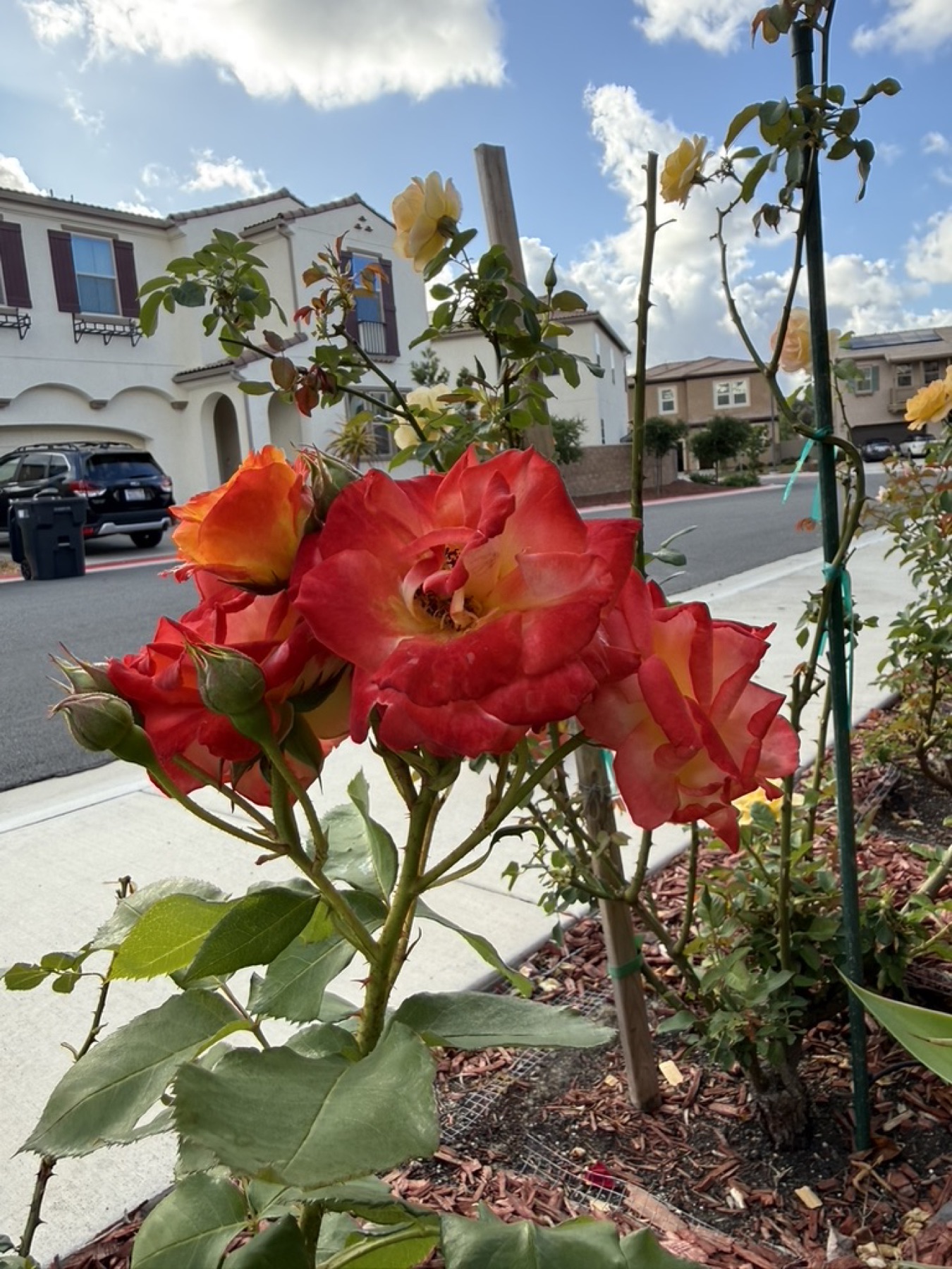 Rio Samba flower cluster on April 13, 2026.