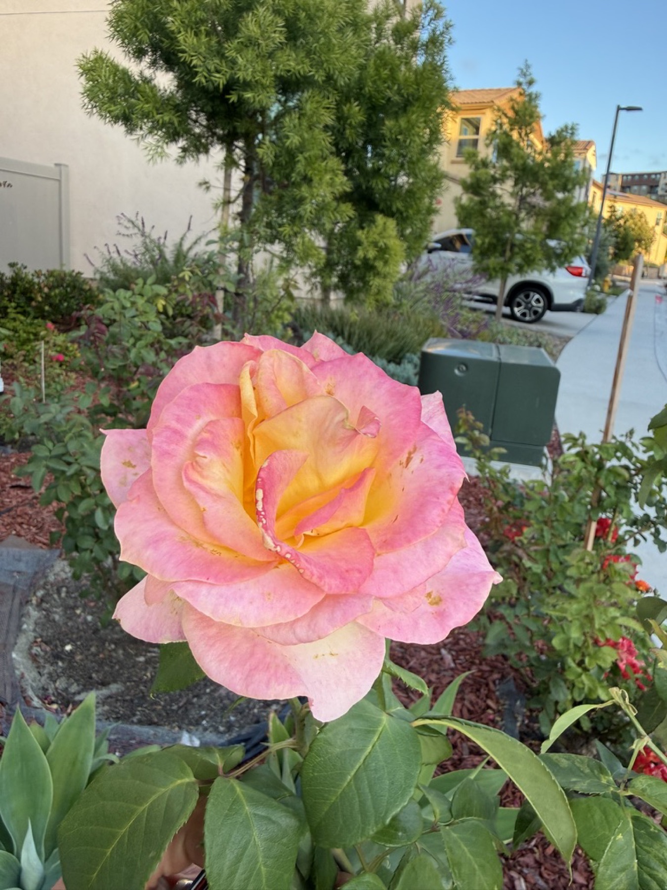 Yellow and pink rose bloom on May 29, 2026.