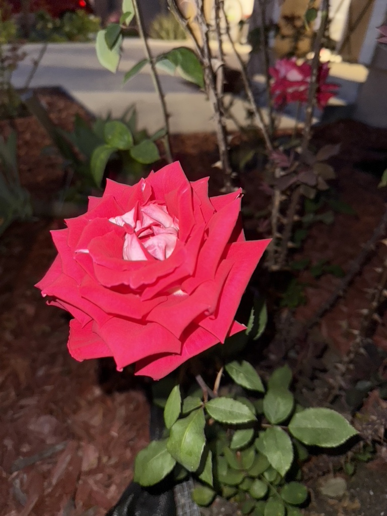 Red rose bloom on March 15, 2026.