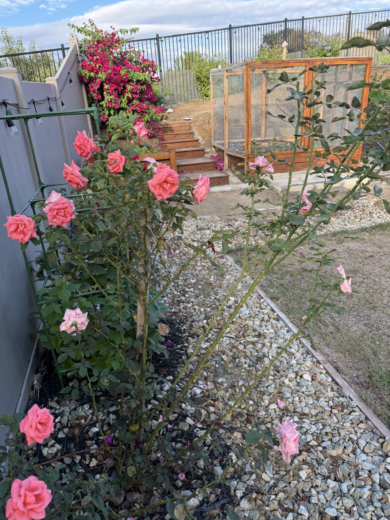 Pink roses and cane growth in the backyard on September 18, 2025.