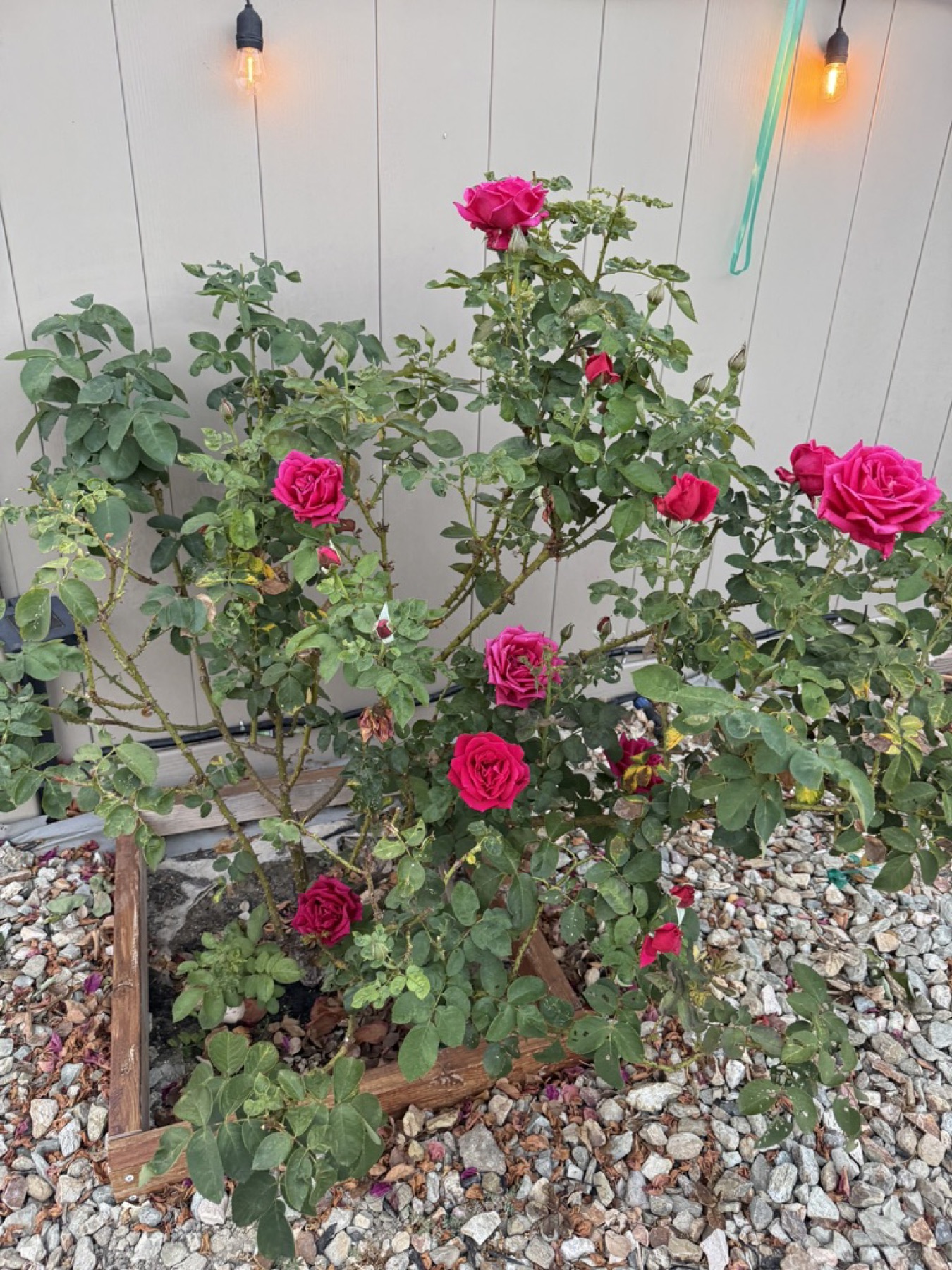 Fragrant red rose in the backyard on July 31, 2026.