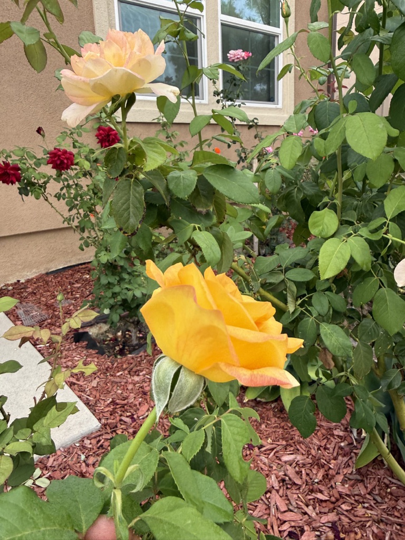 Gold Medal in the front yard on August 13, 2026.